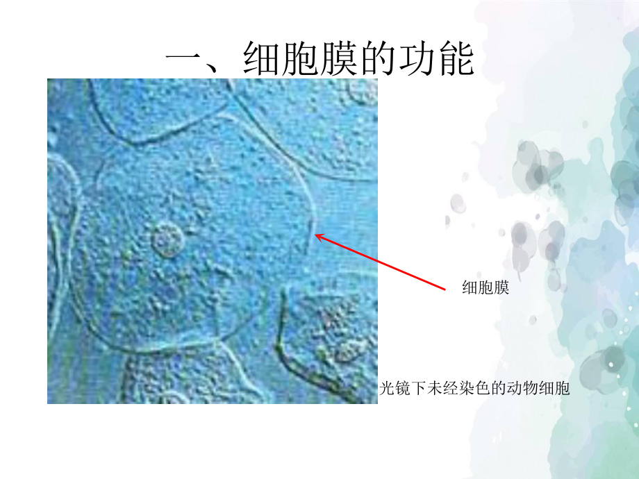 （新教材生物）《细胞膜的结构和功能》优质课件2.ppt(课件中无音视频)_第3页