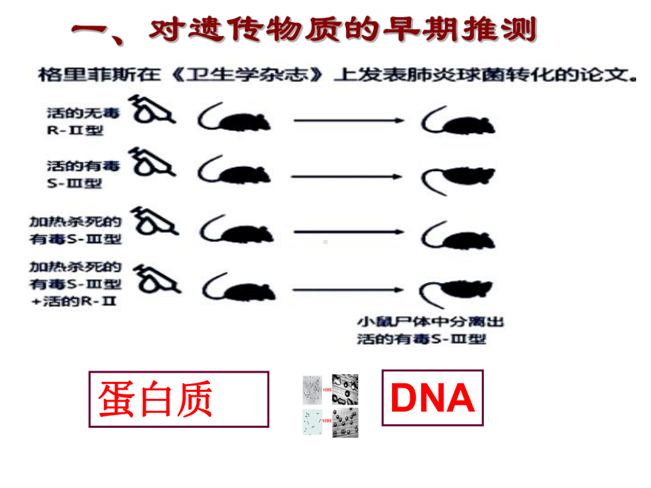 人教版新教材《DNA是主要的遗传物质》1课件.ppt_第3页