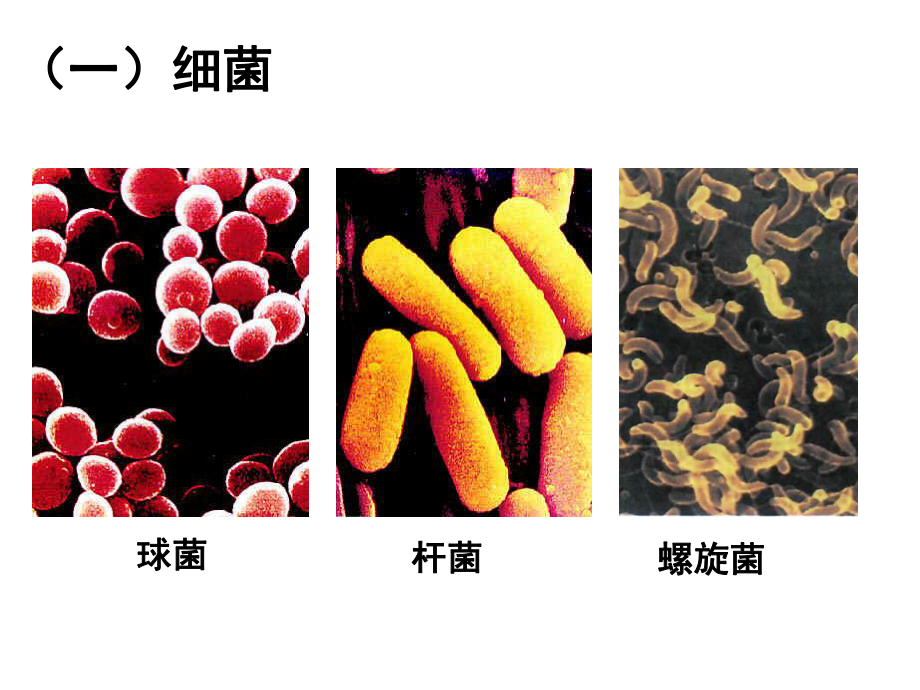 181微生物在生物圈中的作用课件1(生物北师大版八年级上册).ppt_第3页