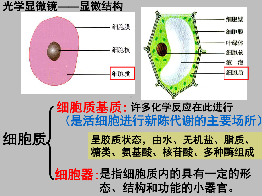 人教版高一生物必修1课件：322细胞器-系统内的分工与合作1课件.ppt_第2页