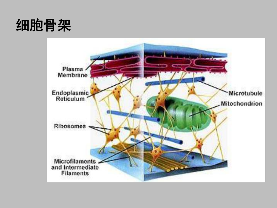 人教版高一生物必修1课件：322细胞器-系统内的分工与合作1课件.ppt_第3页