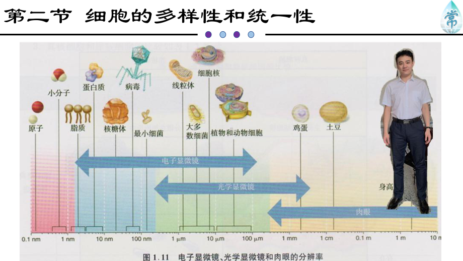 人教版新教材《细胞的多样性和统一性》课件推荐1.pptx_第3页