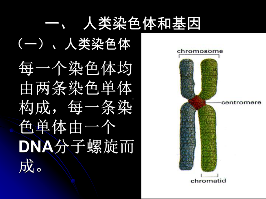 113 人类的遗传课件(北京课改版八年级上).ppt_第2页