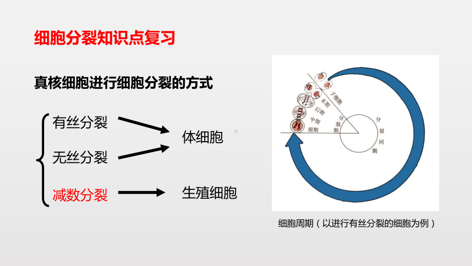 （新教材生物）《减数分裂和受精作用》优质课件1.pptx(课件中无音视频)_第2页