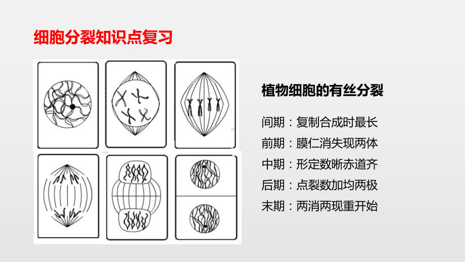 （新教材生物）《减数分裂和受精作用》优质课件1.pptx(课件中无音视频)_第3页