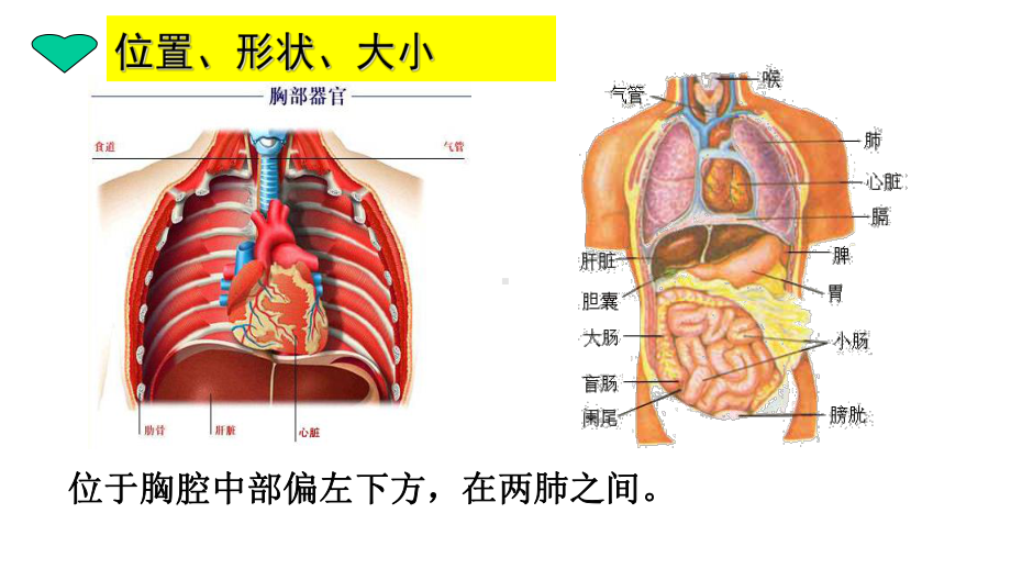 人教版七年级下册第四章第三节输送血液的泵 心脏课件.ppt_第3页