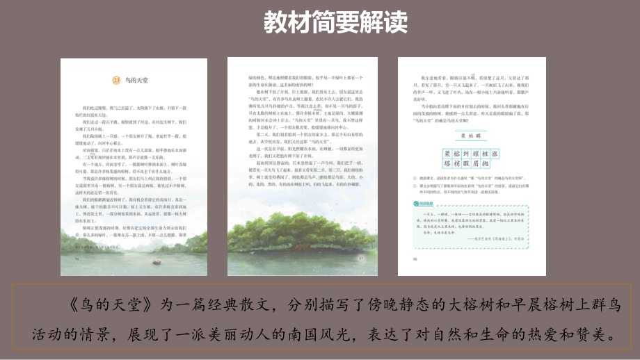 五年级上册语文课件第七单元《鸟的天堂》教学建议部编版.ppt_第2页