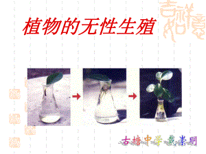 初中八年级(初二)生物 植物的无性生殖课件.ppt