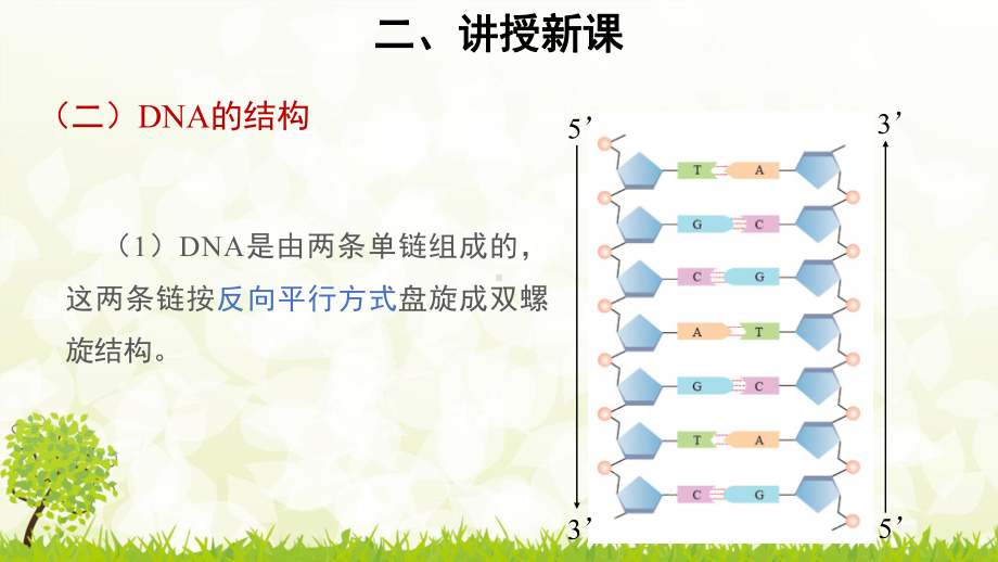 人教版生物必修二DNA的结构课件.pptx_第3页