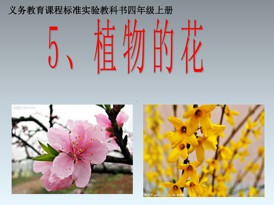 四年级上册科学课件 15植物的花 粤教版 -002.ppt_第1页