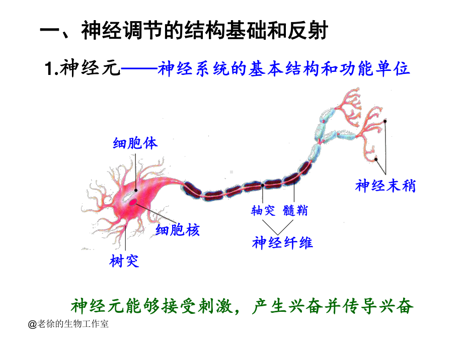 一轮复习课件动物和人体生命活动的调节.pptx_第2页