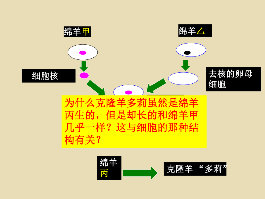 人教版新教材《细胞核的结构和功能》课件2.ppt_第2页