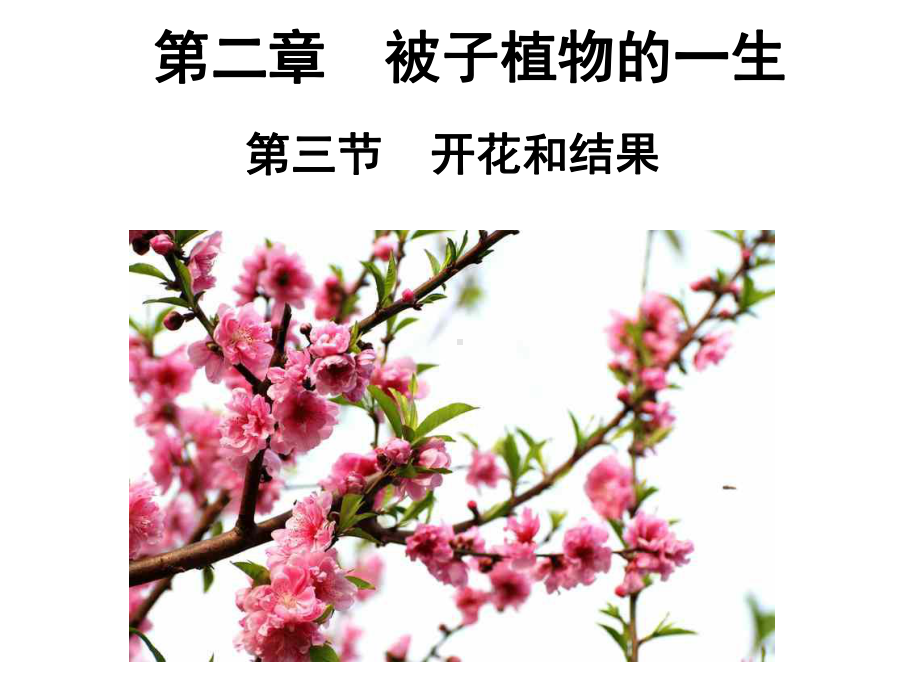 公开课课件 人教版七年级上：开花和结果1.ppt_第1页