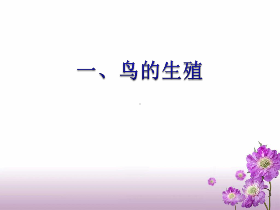 215鸟类的生殖与发育课件7(苏教版八年级下册).ppt_第3页