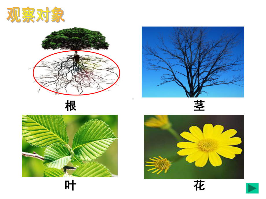 31 在实验室里观察植物 课件 .ppt_第2页