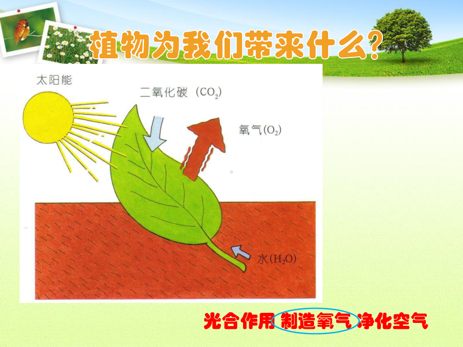 三年级上4 保护植物 首师大版实用课件.ppt_第2页