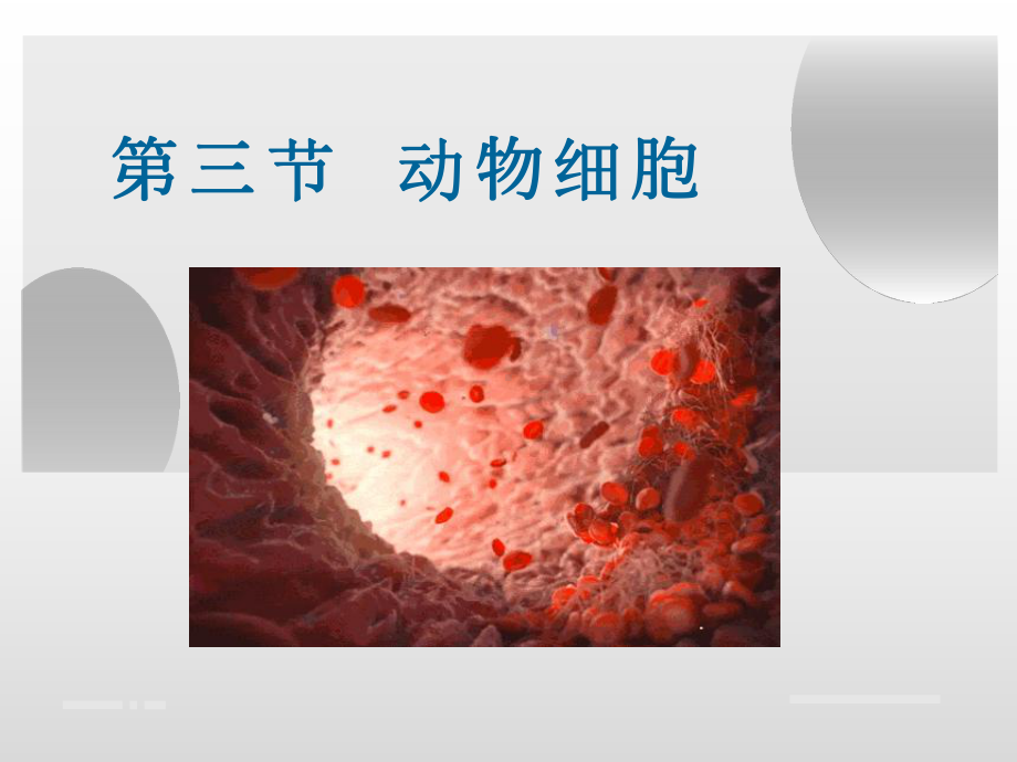 213 动物细胞 人教版七年级上册生物课件(含视频).ppt_第1页