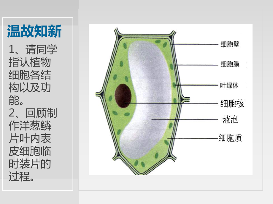 213 动物细胞 人教版七年级上册生物课件(含视频).ppt_第2页