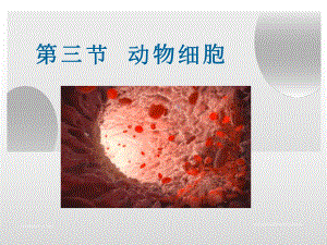 213 动物细胞 人教版七年级上册生物课件(含视频).ppt