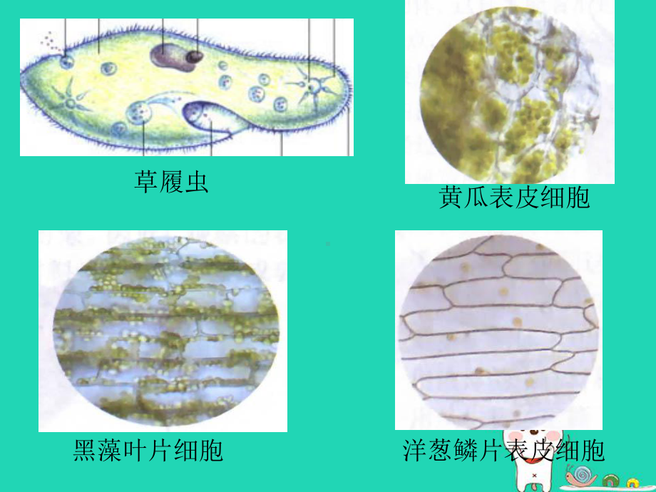 初中生物人教版练习使用显微镜-上课课件1.ppt_第2页