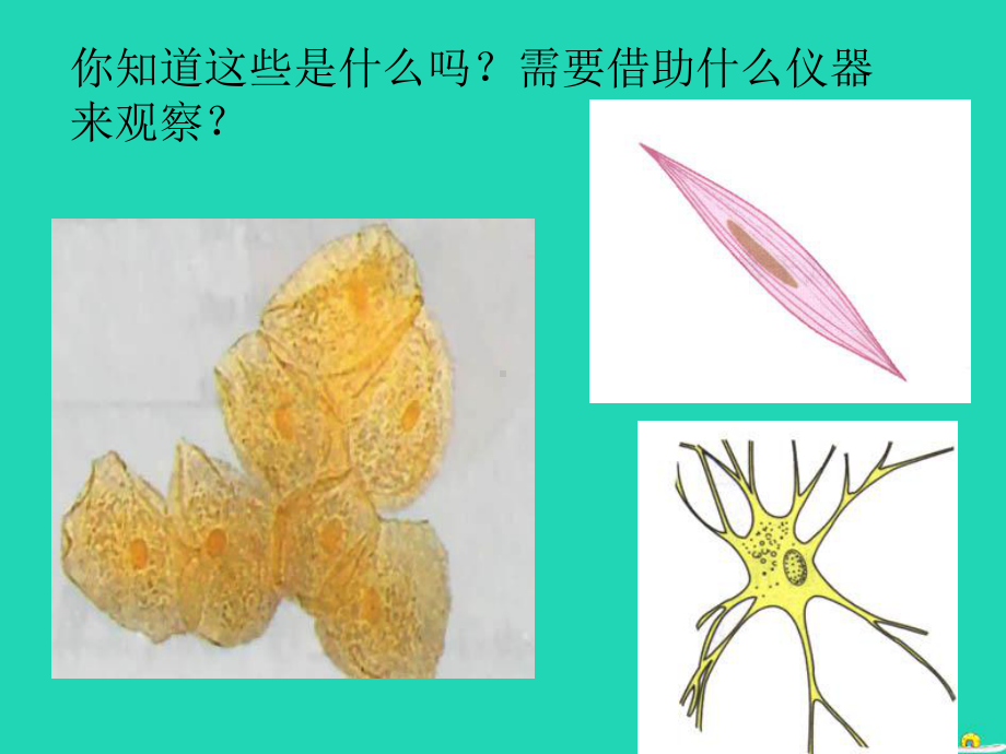 初中生物人教版练习使用显微镜-上课课件1.ppt_第3页