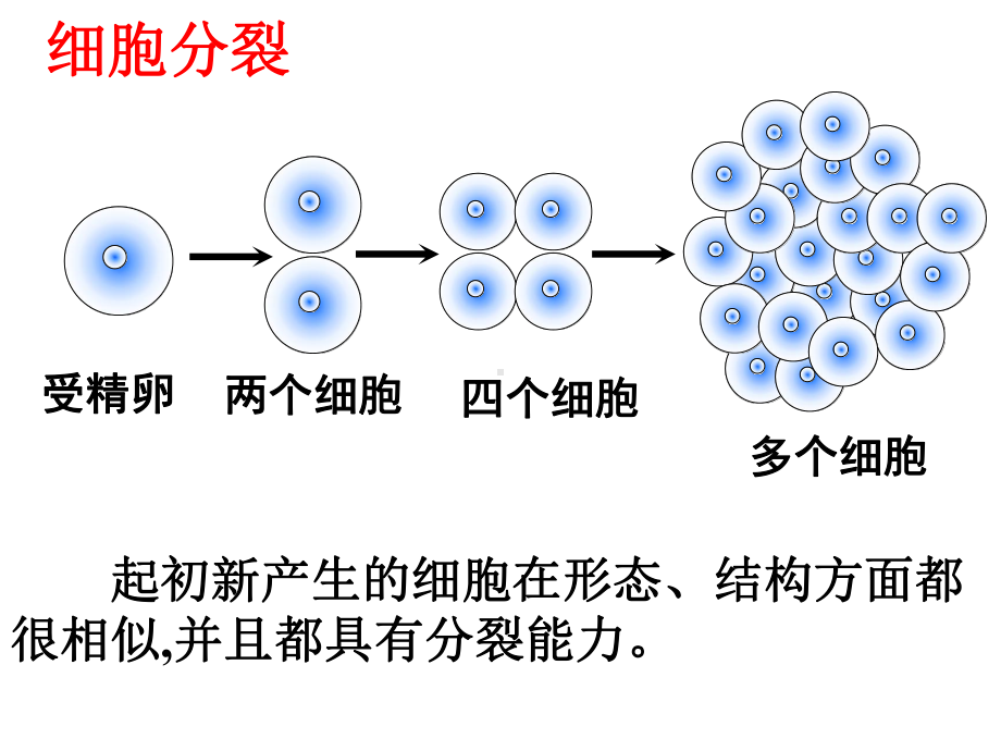 动物体的结构层次公开课课件.ppt_第2页