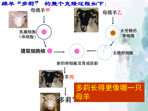 《细胞核的结构和功能》人教版1课件.ppt