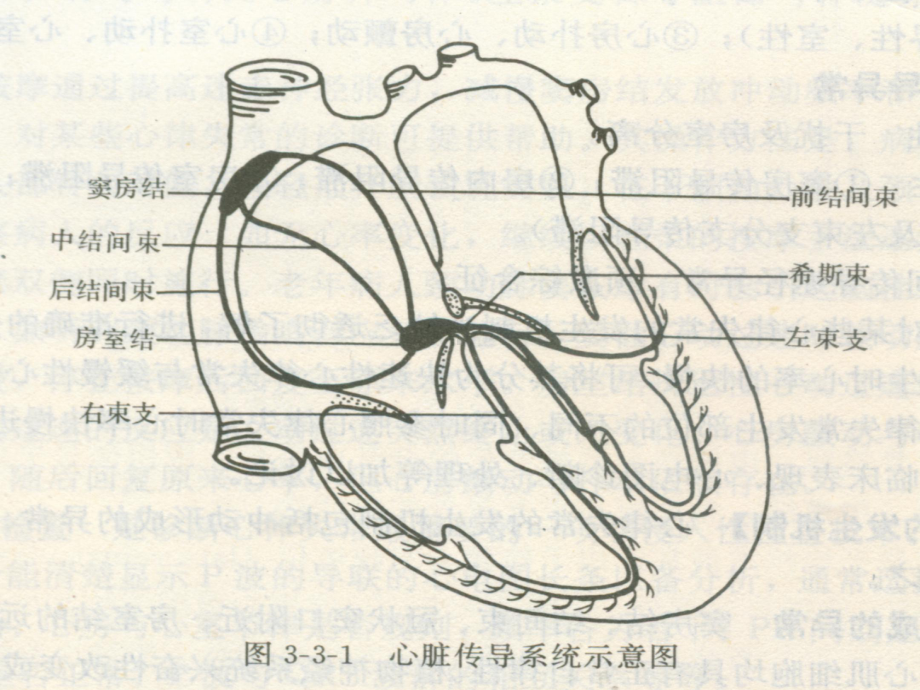 《心电图判读》课件.ppt_第3页