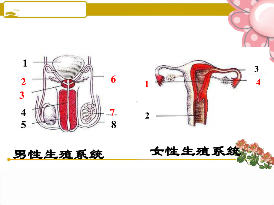 32人体的激素调节八年级上浙教版新教材课件.ppt_第2页