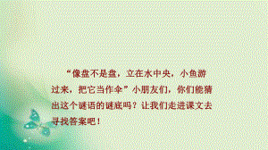 一年级语文下册第6单元13荷叶圆圆1、2课时课件.pptx