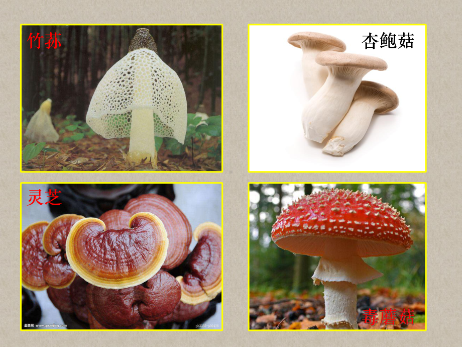 八年级(上)生物：真菌课件.ppt_第3页