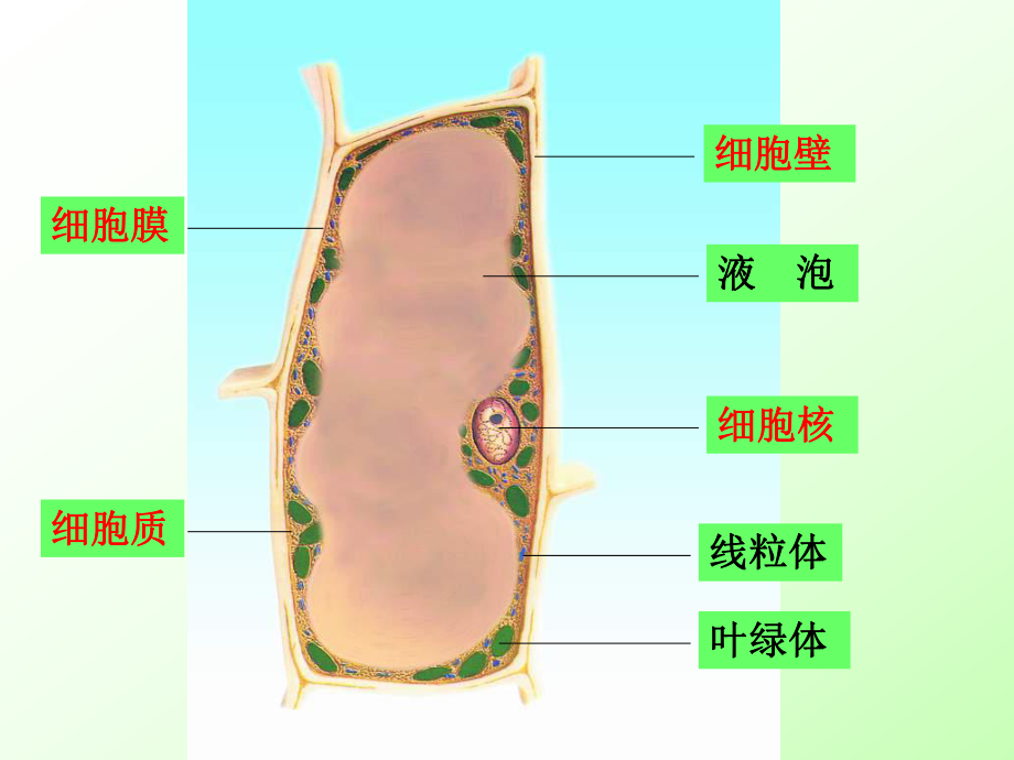 32 人和动物细胞的结构和功能课件(苏教版七年级上).ppt_第2页