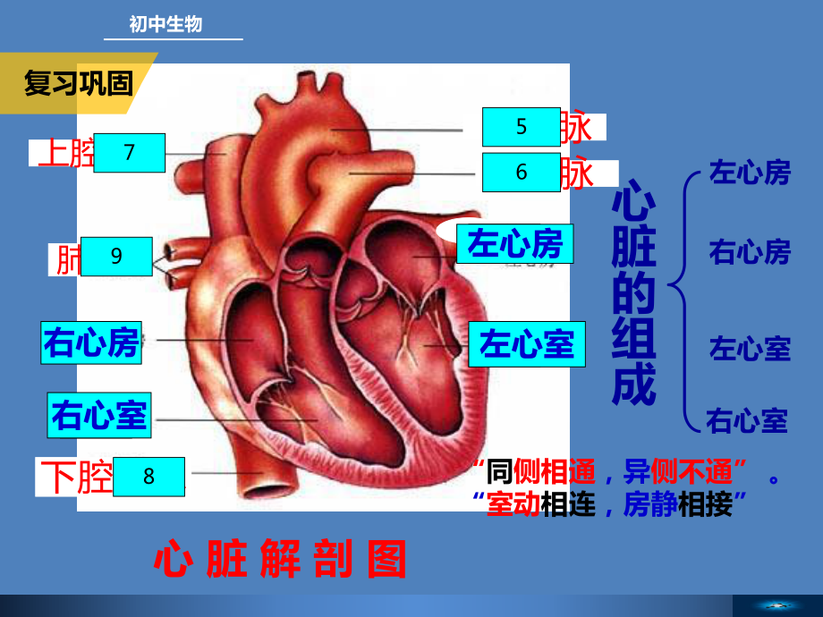 人教版七年级生物下册《科学家的故事 血液循环的发现》公开课课件-0.pptx_第3页