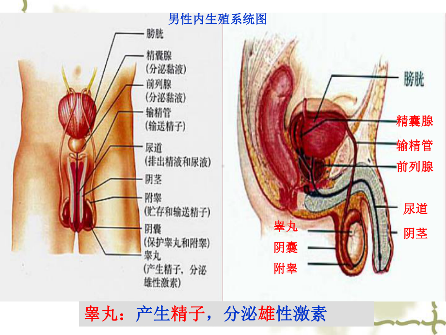 人教版七下生物人的生殖课件.pptx_第3页