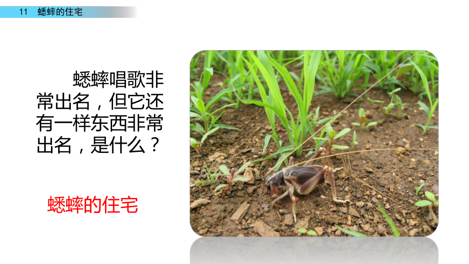 人教部编版四年级上册蟋蟀的住宅6课件.pptx_第3页