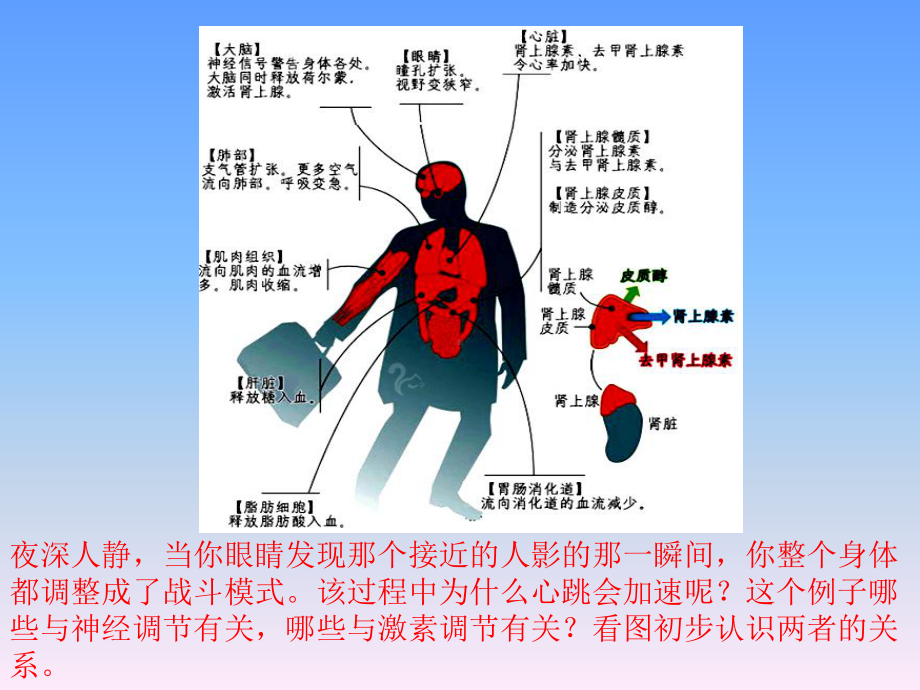 体液调节与神经调节的关系课件（新教材）人教版高中生物选择性必修一.pptx_第1页