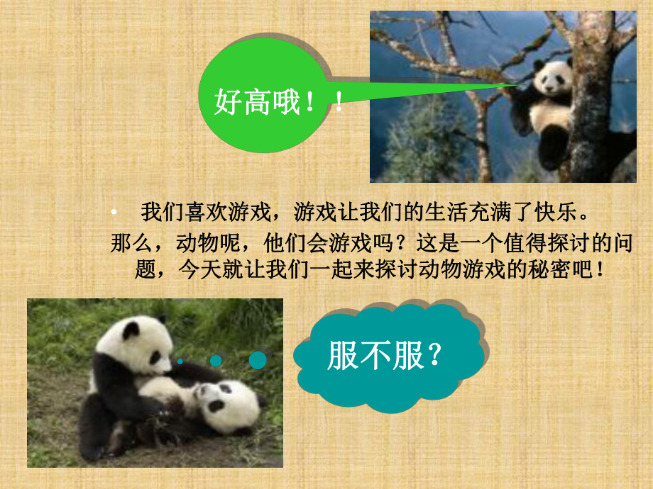 《动物游戏之谜》课件.ppt_第1页