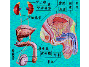 《微创泌尿外科》课件.ppt