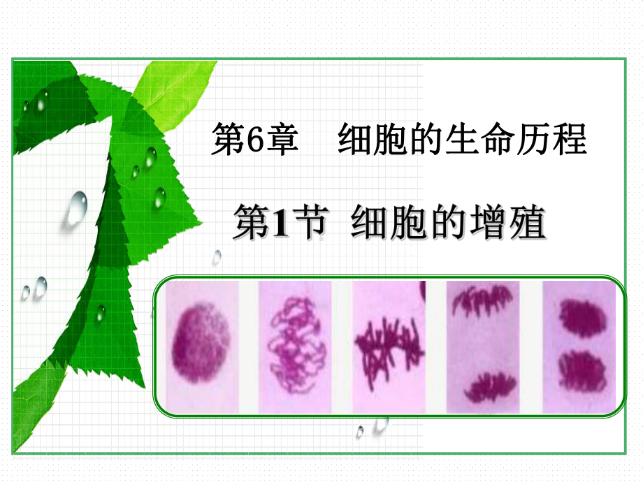 人教版高一生物必修一：细胞的增殖课件.ppt_第1页