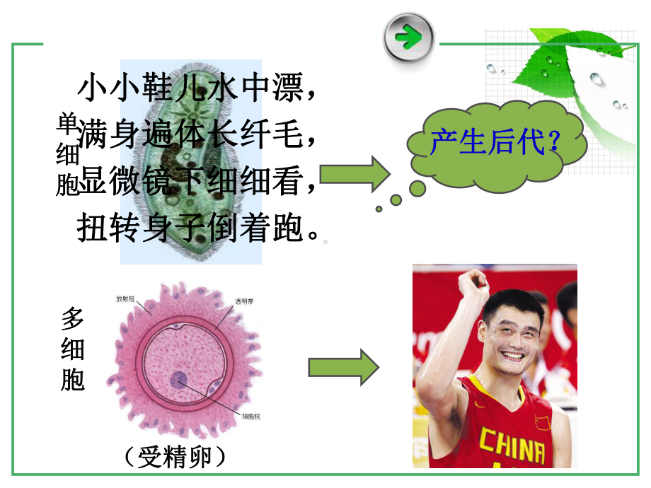 人教版高一生物必修一：细胞的增殖课件.ppt_第3页