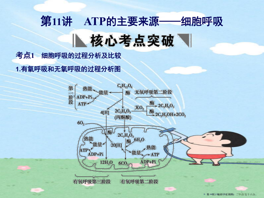 2022届高考生物一轮复习 第4章 第22讲 ATP的主要来源-细胞呼吸课件 苏教版必修1 2.ppt_第1页