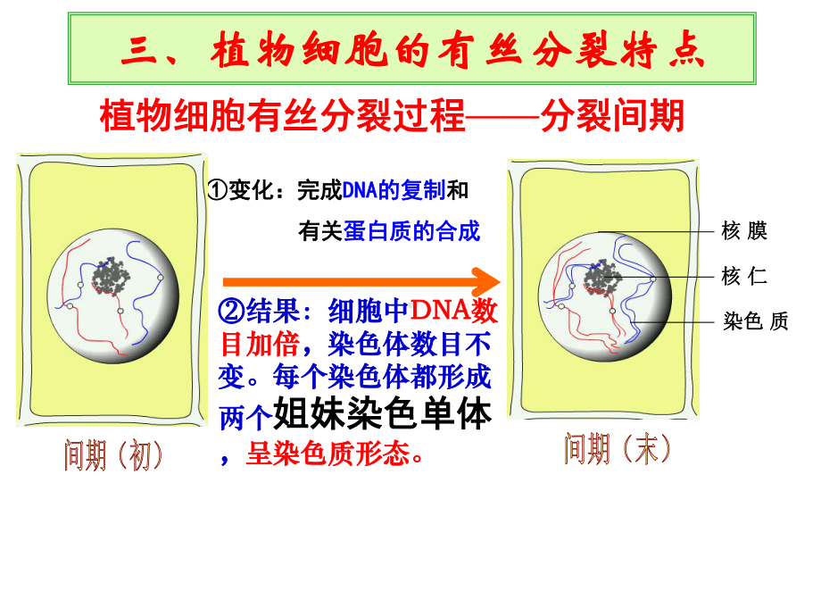 人教版生物必修一6 1 细胞的增殖(第二课时)课件.ppt_第3页