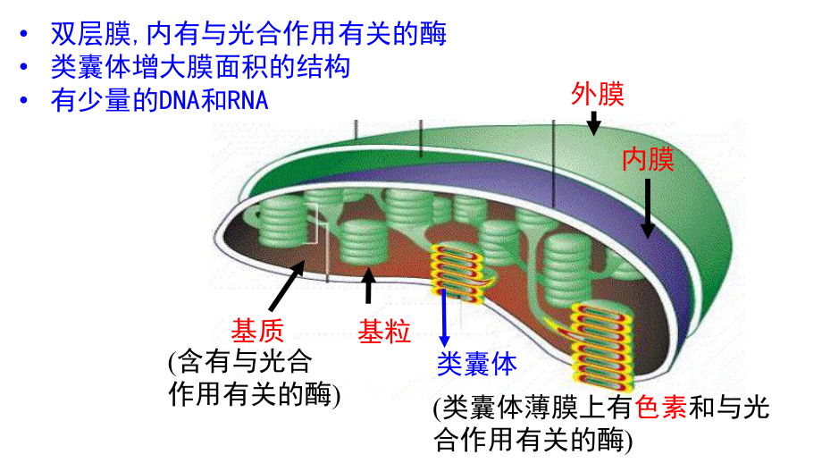 人教版新教材《光合作用的原理和应用》教学课件1.pptx_第3页