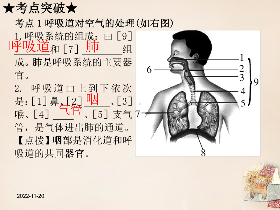 人教版初一下册生物第4单元第3章人体的呼吸课件.ppt_第3页