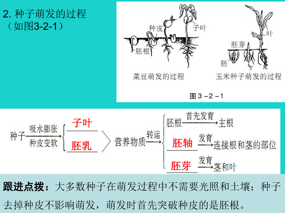 2020年中考生物复习6 《种子的萌发和植株的生长》课件.pptx_第3页