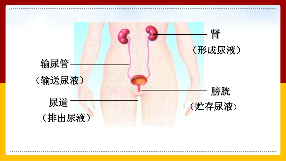 初中生物苏教版七年级下册《111人体泌尿系统的组成》课件(完美版).ppt_第3页