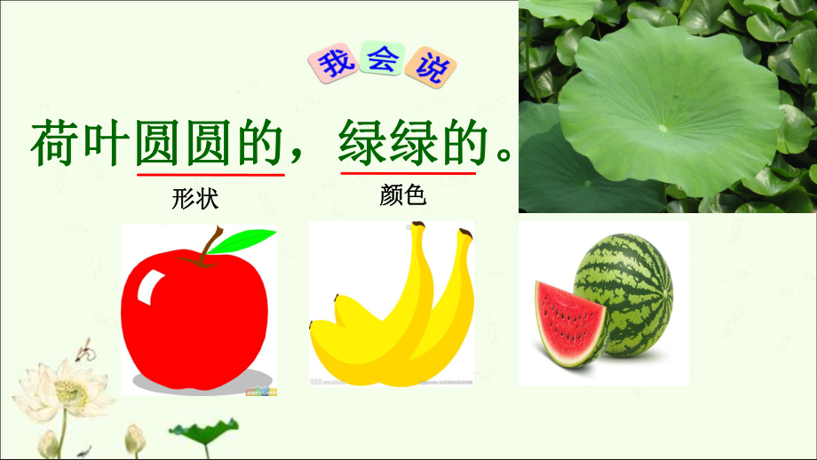 《荷叶圆圆》课件部编版课件.ppt_第3页