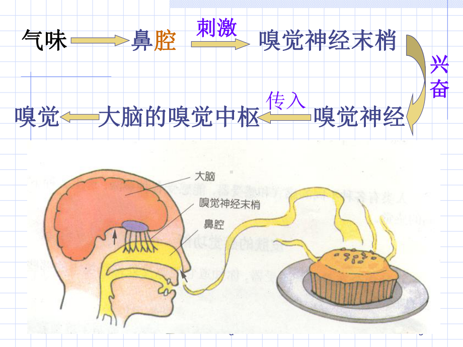 七年级下册科学第二章复习课件.ppt_第3页