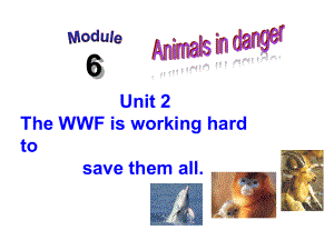 Module 6 Unit 2 The WWF is working hard to save them all新学期必备课件 (新版)外研版八年级上.ppt(课件中不含音视频素材)