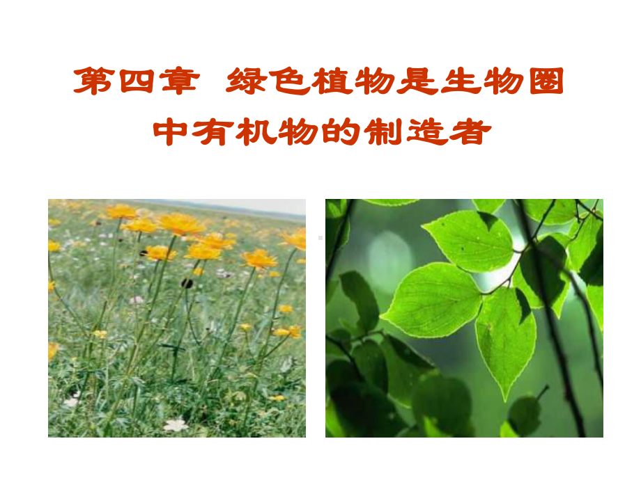 公开课课件 人教版七年级上：绿色植物是生物圈中有机物的制造者.ppt_第1页